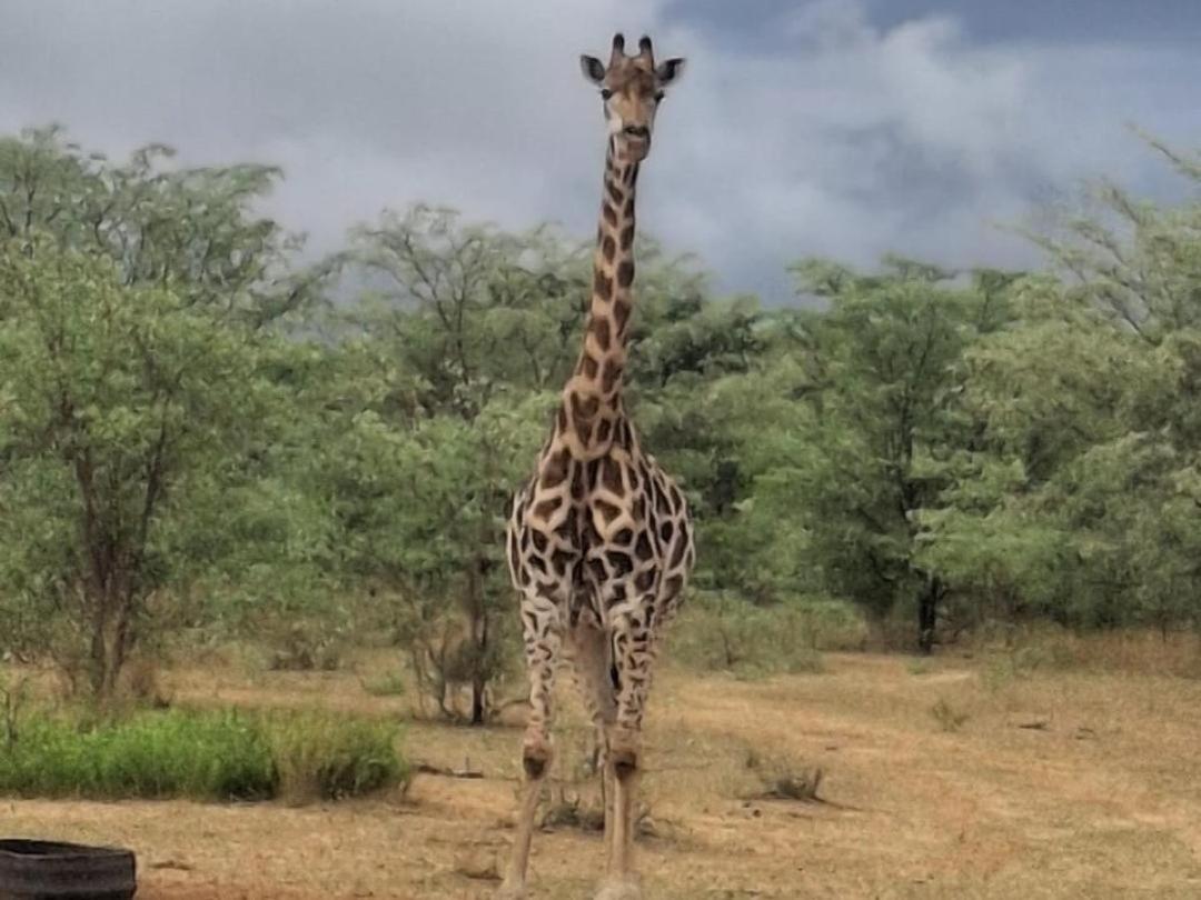 Kigeni Safari Lodge & Spa Vaalwater Dış mekan fotoğraf