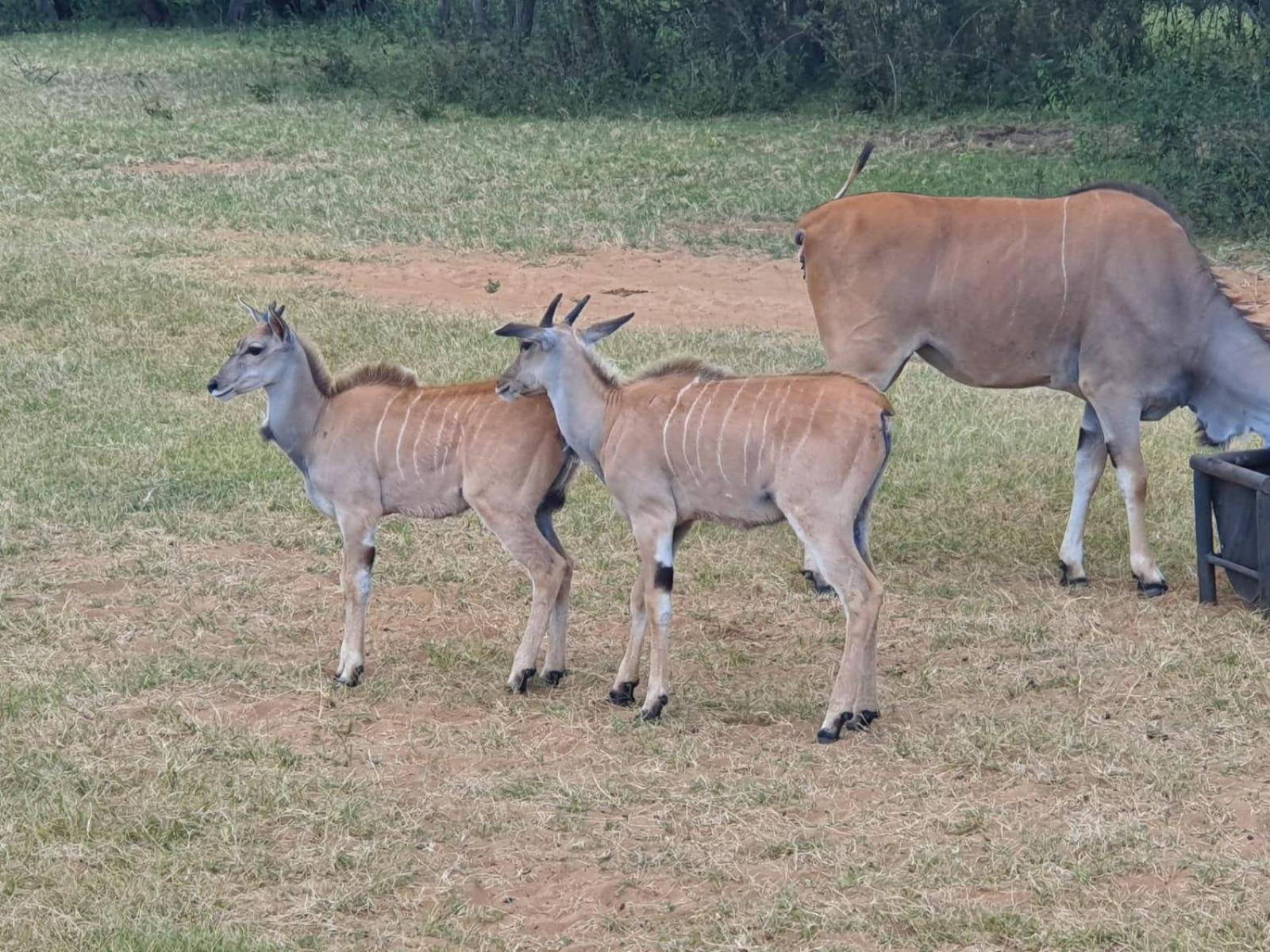 Kigeni Safari Lodge & Spa Vaalwater Dış mekan fotoğraf