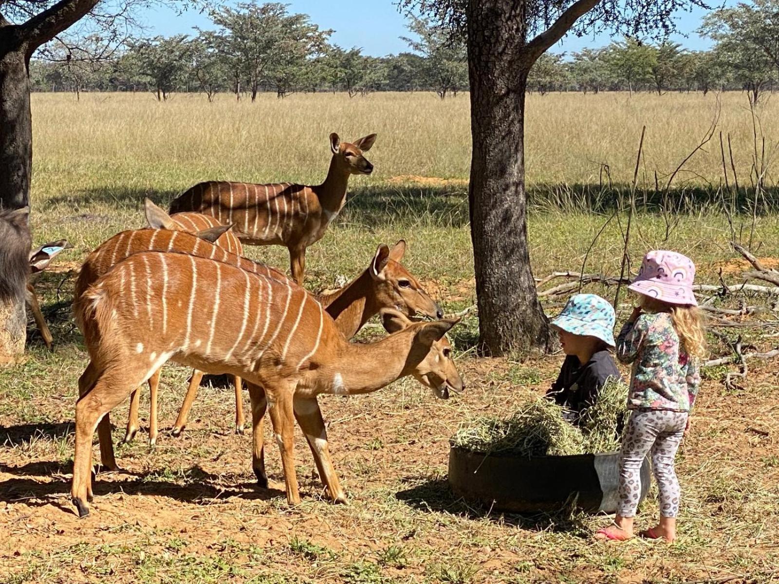 Kigeni Safari Lodge & Spa Vaalwater Dış mekan fotoğraf